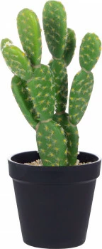 Roślina kaktus 7 