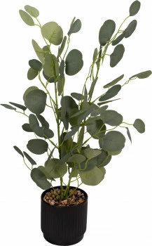 Roślina Florino 120 