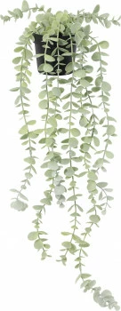 Roślina Florino 138 