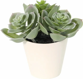 Roślina sukulent Florino 140 