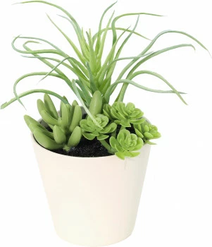 Roślina sukulent Florino 141