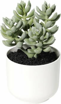 Roślina sukulent Florino 142 