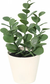 Roślina Florino 143 