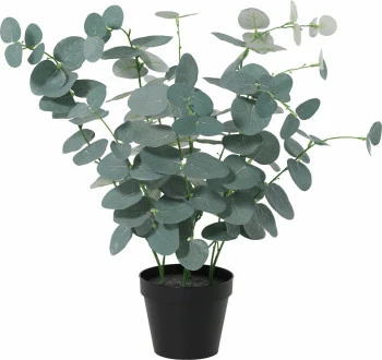 Roślina Florino 145 