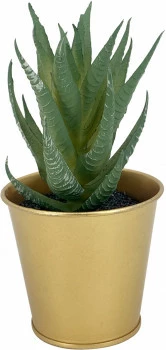 Roślina Florino 153 