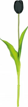 Tulipan Florino 92 (czarny) 