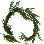 mini_image
